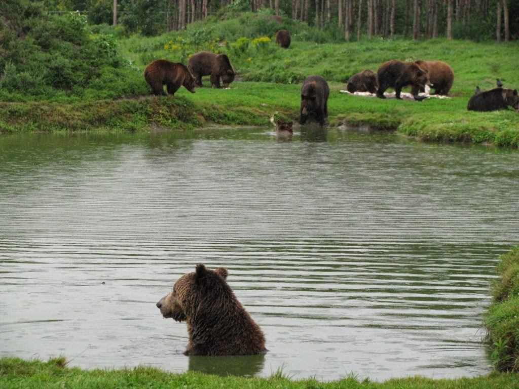 Feed the bear! – Bear Farm Veresegyháza